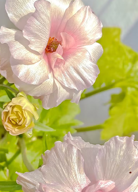 Rare Varieties Butterfly Ranunculus Asiaticus Flower Seeds