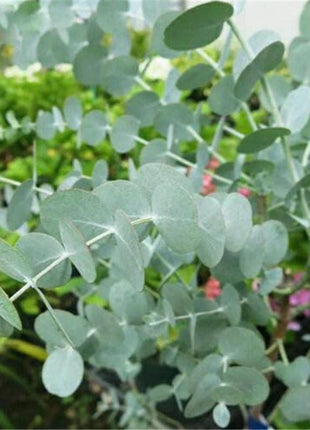 Egrow 50 Pcs/Pack Eucalyptus Seeds Silver Dollar Tree Eucalyptus Cinerea