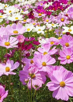 🌺Cosmos - Blooming Means Happiness And Luck