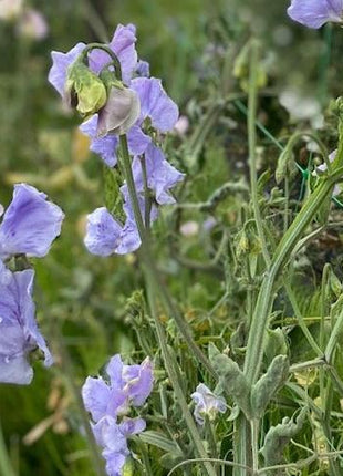 CHARLIE'S ANGEL SWEET PEA SEED