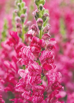 Antirrhinum Purple Twist F1 Seeds