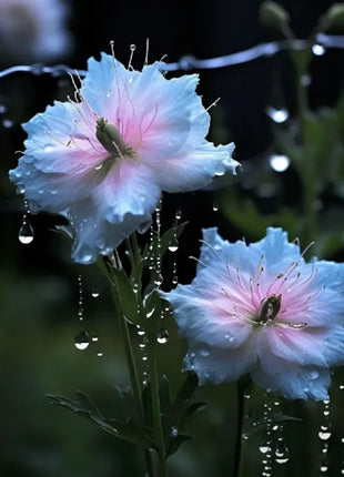 Nigella Sativa-Love in the Mist
