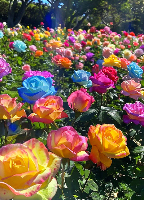 Colorful Roses - Flowers of Good Luck