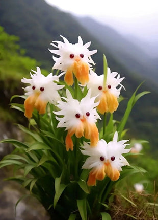 Amazing plants! Cat's eye dazzle