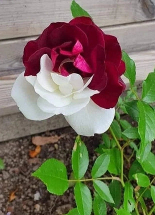Rare Twin Roses - Seeds