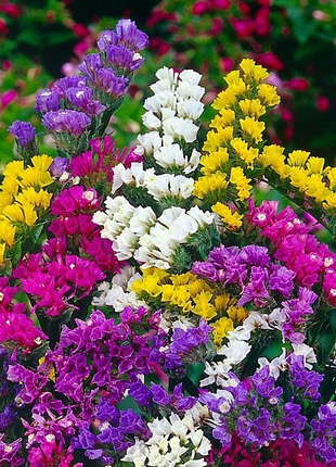 Royal Meadow Flower Seed Mix