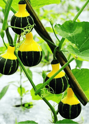 Rare and exotic pumpkin seeds