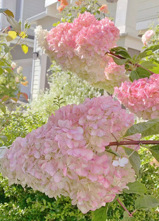 🌺Panicle Hydrangea Flowers Seeds—Mixed Color Plants—Home Garden Flower Seeds