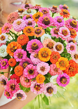 🌺Double Dwarf Zinnia Seeds