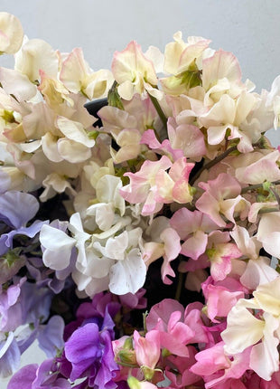 CUT FLOWER MIX SWEET PEA SEED