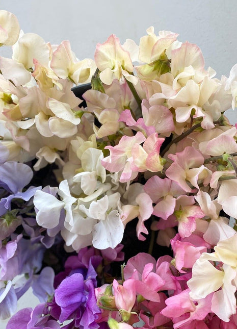 CUT FLOWER MIX SWEET PEA SEED