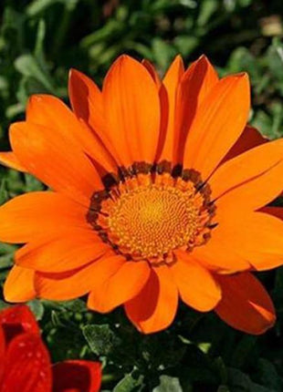 Gazania Rigens Treasure SunFlower Seeds