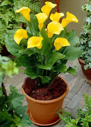 Egrow 50 PCS Calla Lily Seeds Garden Balcony Potted Perennial Flower Seeds Bonsai Ivy Flowers