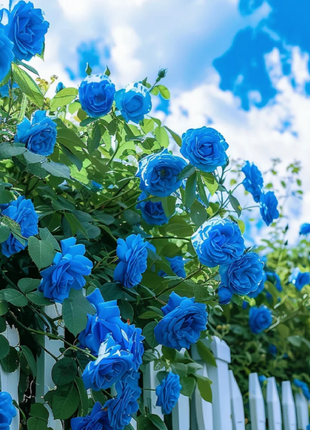 【 Repeat Blooming】🌹Climbing Rose Seeds - Luck Rises