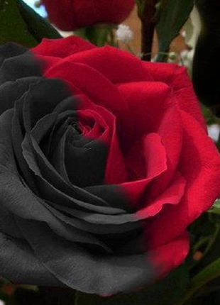 Twin Red Black Rose