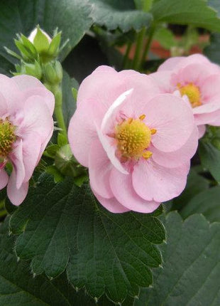 Berried Treasure Pink Strawberry