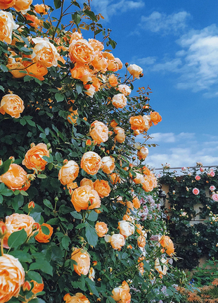 Garden Climbing Rose Flower Seeds