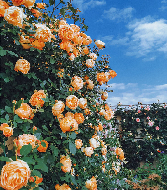 Garden Climbing Rose Flower Seeds