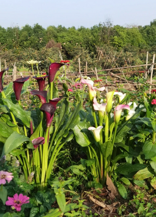 Calla Lily Seeds - Mixed - Beautiful Flowers Planting