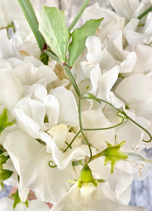 ROYAL WEDDING SWEET PEA SEED