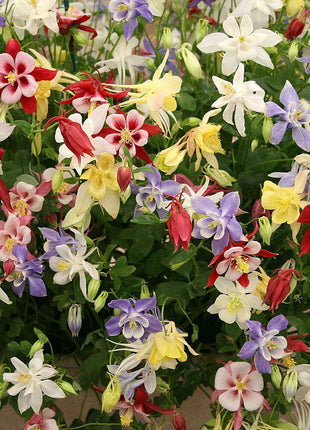 Columbine Seeds - Macana Giant Mix