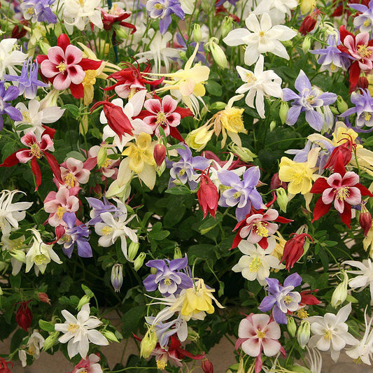 Columbine Seeds - Macana Giant Mix