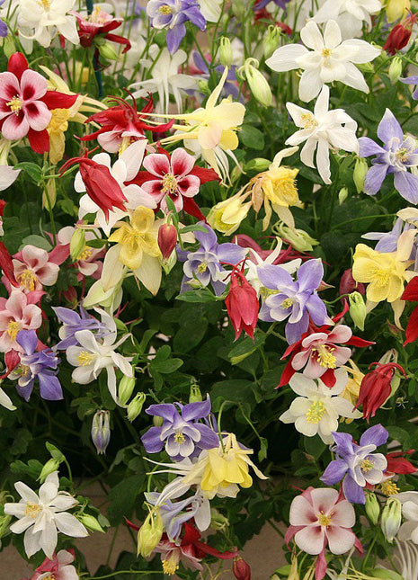 Columbine Seeds - McKana Giant Mix