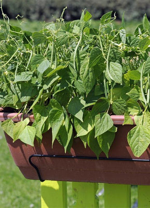 Container Bush Beans French Mascotte