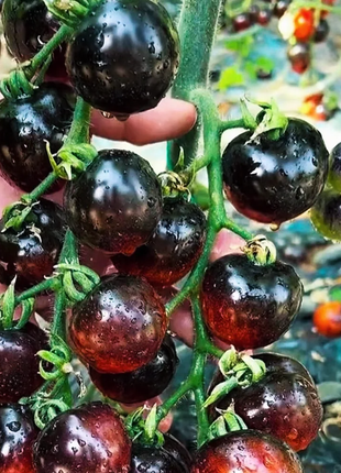 Black Pearl Tomato Seeds