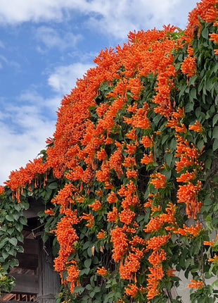 🏵️Pyrostegia Venusta Climing Flower Seeds