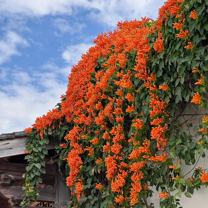 🏵️Pyrostegia Venusta Climing Flower Seeds