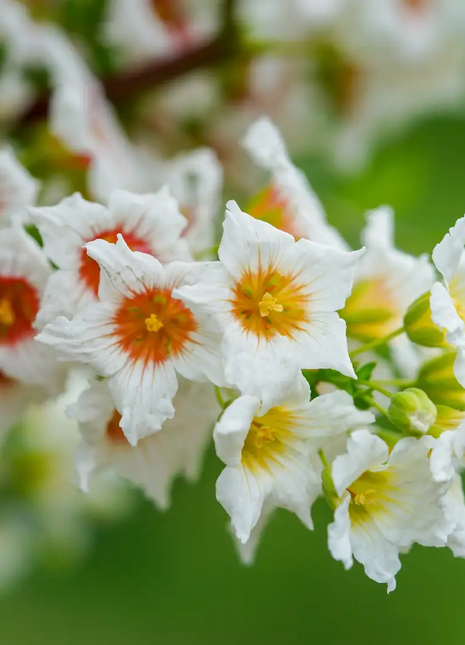Xanthoceras Sorbifolia, Raintree Flower Seeds