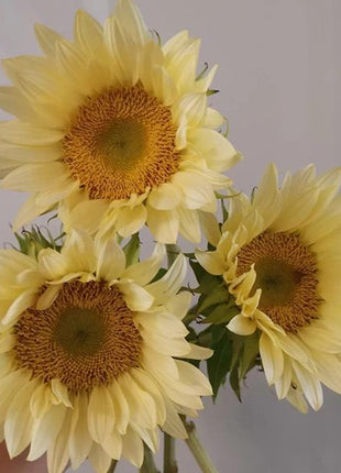 Butter Sunflower Seeds