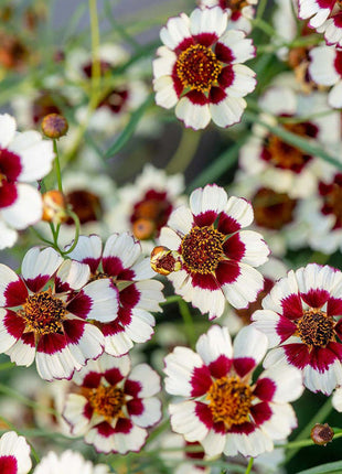 Coreopsis, Ruby Kiss