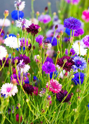 1000 Pcs Tall Double  Mixed Colors Cornflower Flower Seeds