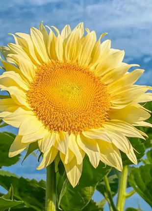 🌻50+ Mixed Color Sunflowers