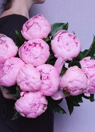 10Pcs Chinese Peony Flower Seeds Perennial Paeonia Suffruticosa Bonsai Plants Home Garden