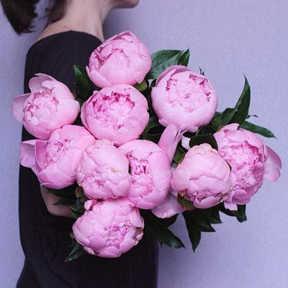 10Pcs Chinese Peony Flower Seeds Perennial Paeonia Suffruticosa Bonsai Plants Home Garden