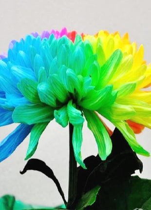 Rare Rainbow Chrysanthemum  Garden Mums Seeds