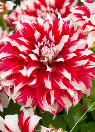 💐Colorful Dahlia Seeds-The Power of Life