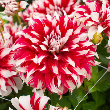 💐Colorful Dahlia Seeds-The Power of Life
