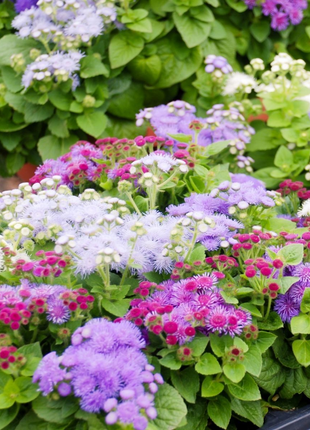 Ageratum Seeds—Heirloom Seed