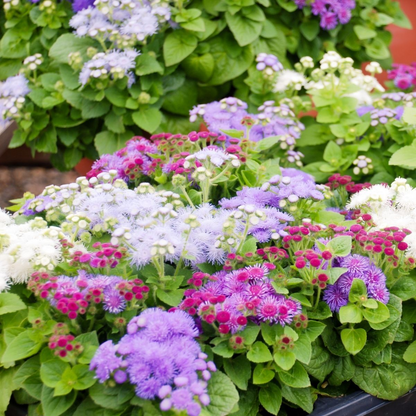 Ageratum Seeds—Heirloom Seed