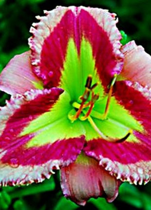 Daylily Hybrid Flowers Seed