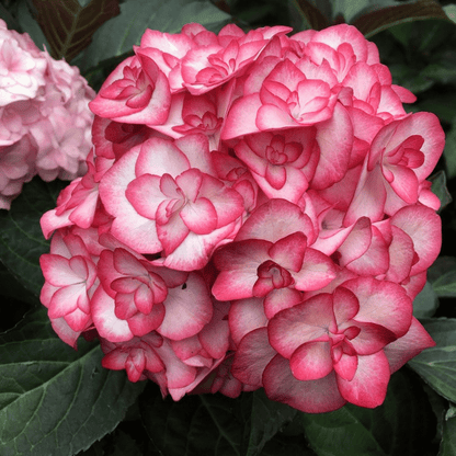 Outdoor hydrangea 'Miss Saori blue' 50 Seeds