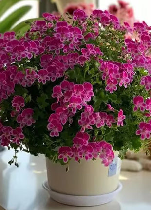 Angel's Eyes Perfume Geranium