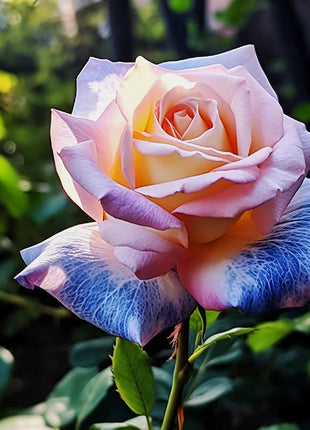 Rare Blue Pink Rose Seeds