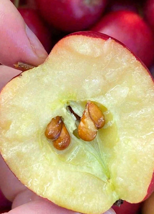 Xantolis Stenosepala Mini Apple Seeds