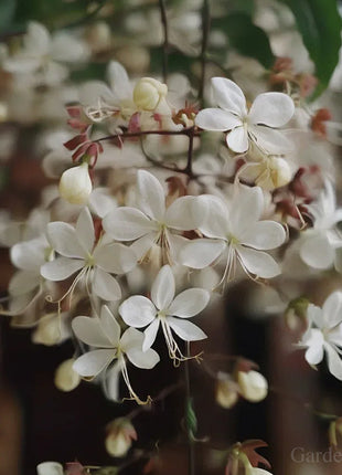 🌼Weeping Jasmine Seeds - White Jade Butterfly