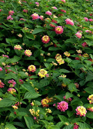 Egrow 30 Pcs/Pack Lantana Seeds Lantana Camara Tree Plan Flower Seeds Home Garden Seeds